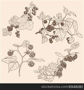 set of berries. red currant, black currunt, raspberry, gooseberry. Set of berries. Sketch. red currant, black currunt, raspberry, gooseberry. Hand drawn vector illustration