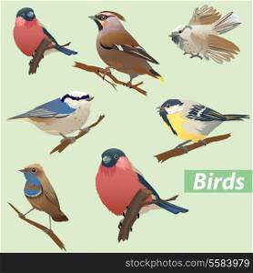 Set of birds - tit, bullfinch, sparrow, crossbill