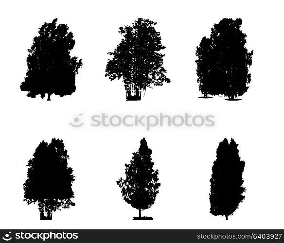 Set of Black and White Silhouette of Deciduous Tree, whose branches develop in the wind. Vector Illustration. EPS10. Set of Black and White Silhouette of Deciduous Tree, whose branc
