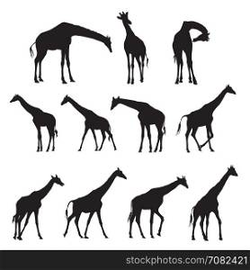 Set of black silhouettes of giraffes isolated on white bacground
