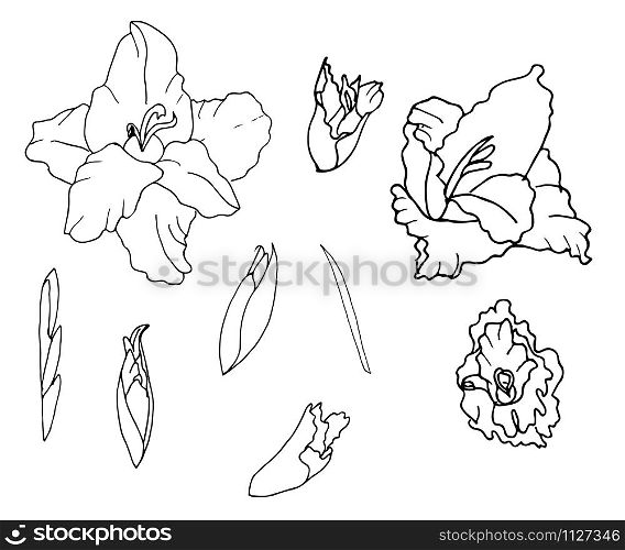 set of botanical flowers.