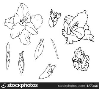set of botanical flowers.