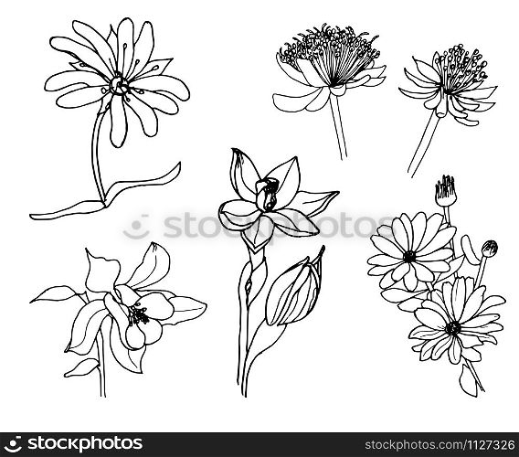 Set of botanical flowers. Hand drawn.