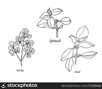 set of botanical herbs.