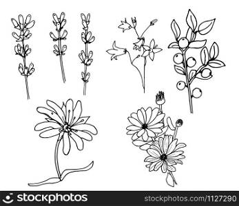 set of botanical herbs.