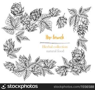 Set of botany hand drawn sketch hop borders and frames isolated on white background. Line drawing. Herbal frame. Natural food collection. Vintage vector illustration.. Set of botany hand drawn sketch hop borders and frames isolated on white background. Line drawing. Herbal frame. Natural food collection.