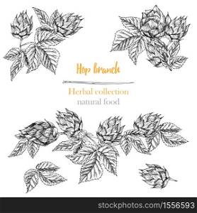 Set of botany hand drawn sketch hop borders and frames isolated on white background. Line drawing. Herbal frame. Natural food collection. Vintage vector illustration.. Set of botany hand drawn sketch hop borders and frames isolated on white background. Line drawing. Herbal frame. Natural food collection.