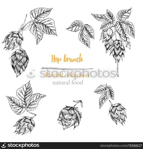 Set of botany hand drawn sketch hop isolated on white background. Line drawing. Herbal frame. Natural food collection. Vintage vector illustration.. Set of botany hand drawn sketch hop isolated on white background. Line drawing. Herbal frame. Natural food collection.