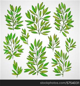 Set of branches with green leaves. Vector illustration EPS 10. Set of branches with green leaves. Vector illustration