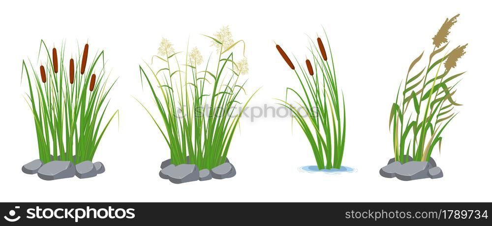 Set of cane and reeds in the green grass. Swamp and river plants. Vector flat illustration. Set of cane and reeds in the green grass. Swamp and river plants. Vector flat illustration.