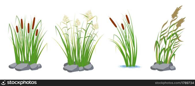 Set of cane and reeds in the green grass. Swamp and river plants. Vector flat illustration. Set of cane and reeds in the green grass. Swamp and river plants. Vector flat illustration.