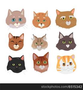 Set of Cat s Faces Vector Flat Design Illustration. Different breed cat s faces. European shorthair, exotic, bengal, somali, maine coon cats heads flat vector illustrations set isolated on white background. For pet shop ad, animalistic hobby concepts. Set of Cat s Faces Vector Flat Design Illustration