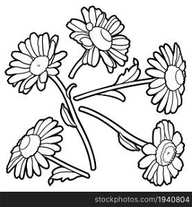 Set of chamomile cartoon hand drawn objects. Vector line art illustration.. Set of chamomile cartoon hand drawn objects.