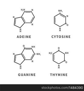 Set of chemical structures of Adeine, Cytosine, Guanine and Thymine, four main nucleobases, simple black icons. Set of chemical structures of Adeine, Cytosine, Guanine and Thymine, four main nucleobases, simple icons