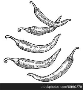 Set of chili pepper illustrations on white background. Design element for poster, card, banner, menu. Vector illustration