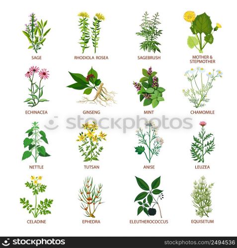 Set of color flat icons healing herbs with name using in medicinal practice and phytotherapy vector illustration. Medicinal Herbs Icons Flat