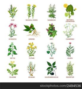 Set of color flat icons healing herbs with name using in medicinal practice and phytotherapy vector illustration. Medicinal Herbs Icons Flat