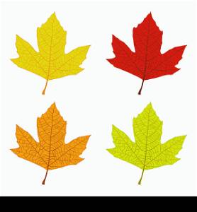 Set of colored sycamore leaves, green, yellow, orange, red. EPS10 vector.