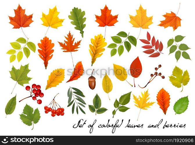 Set of colorful autumn leaves and berries, acorns, viburnum. Vector illustration.