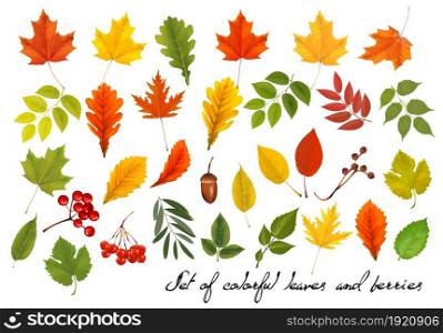 Set of colorful autumn leaves and berries, acorns, viburnum. Vector illustration.