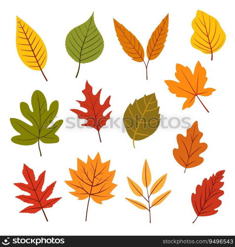 Set of colorful autumn leaves isolated on white background. Vector stock