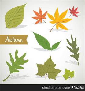Set of colorful autumn leaves Nature Vector illustration