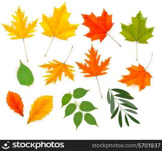 Set of colorful autumn leaves. Vector.