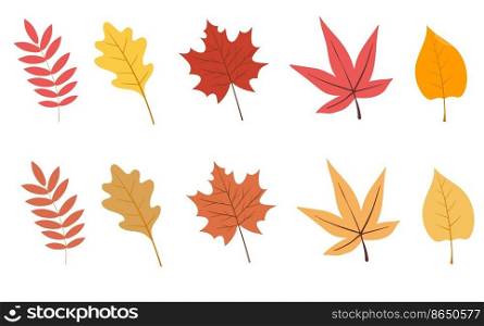 Set of colorful autumn leaves. Vector illustration isolated on white background. Set of colorful autumn leaves. Vector illustration isolated on white background.