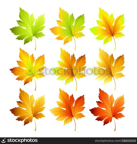Set of colorful autumn leaves. Vector illustration.. Set of colorful autumn leaves. Vector illustration EPS 10