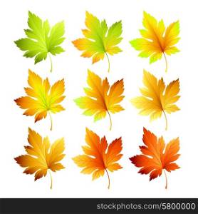 Set of colorful autumn leaves. Vector illustration.. Set of colorful autumn leaves. Vector illustration EPS 10