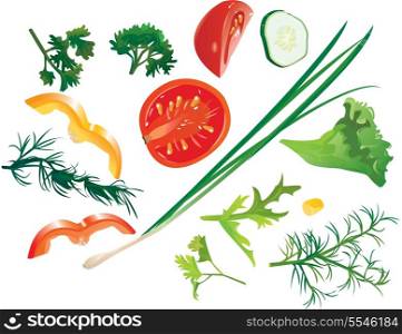 Set of colorful isolated vegetables - tomato, corn, cucumber, onion, sweet pepper, dill, parsley