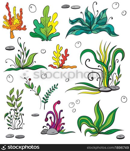 Set of colorful seaweeds and marine plants. Isolated collection of algae, leaves, coral. Vintage style drawn marine flora. Isolated vector illustration. Design for summer beach, decorations.