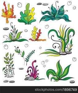 Set of colorful seaweeds and marine plants. Isolated collection of algae, leaves, coral. Vintage style drawn marine flora. Isolated vector illustration. Design for summer beach, decorations.