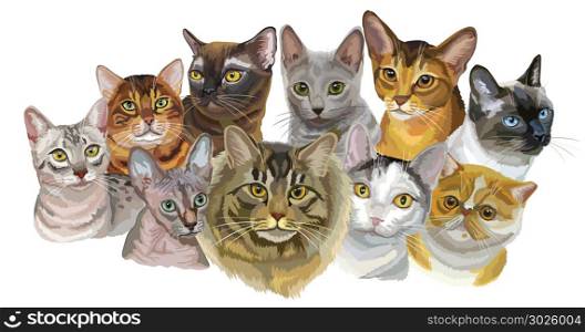 Set of colorful vector portraits of cats breeds (Exotic Shorthair, Abyssinian, Bengal , Burmese, Egyptian Mau, Maine Coon, Russian Blue, Sphynx , Thai cats) isolated on white background