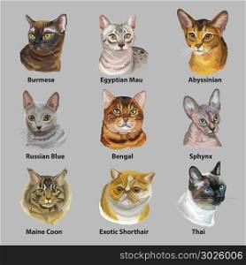 Set of colorful vector portraits of cats breeds (Exotic Shorthair, Abyssinian, Bengal , Burmese, Egyptian Mau, Maine Coon, Russian Blue, Sphynx , Thai cats) isolated on gray background