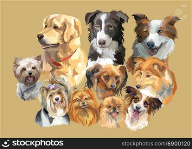 Set of colorful vector portraits of dog breeds ( golden retriever, border collie; toy Terrier, papillon, Sheltie,Yorkshire Terrier, Biewer terrier, small pomeranian, Pekingese) isolated on beige background