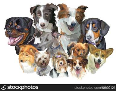 Set of colorful vector portraits of dog breeds (Rottweiler, border collie; toy Terrier, papillon, Pembroke Welsh Corgi, Sheltie,Yorkshire Terrier, Italian Greyhound, Biewer terrier,Entlebucher Mountain Dog) isolated on white background