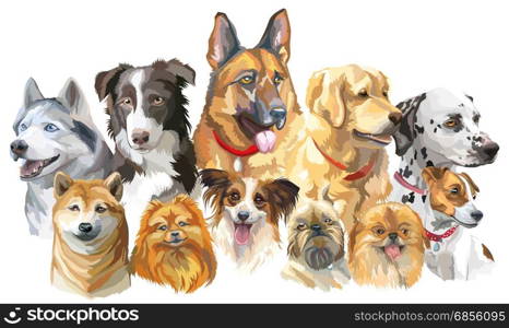 Set of colorful vector portraits of dog breeds (siberian husky, border-collie; german shepherd; shiba Inu; golden retriever; Dalmatian, jack Russel terrier, papillon, small pomeranian, brussels griffon; Pekingese) isolated on white background