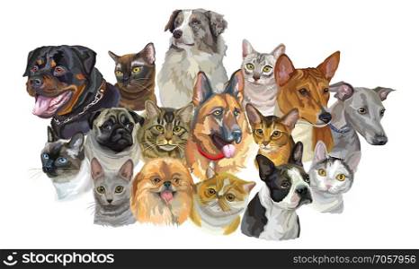 Set of colorful vector portraits of dogs Rottweiler, Australian shepherd, Pug, Greyhound, german shepherd and cats Thai, Burmese, Maine Coon, Exotic Shorthair breeds isolated on white background