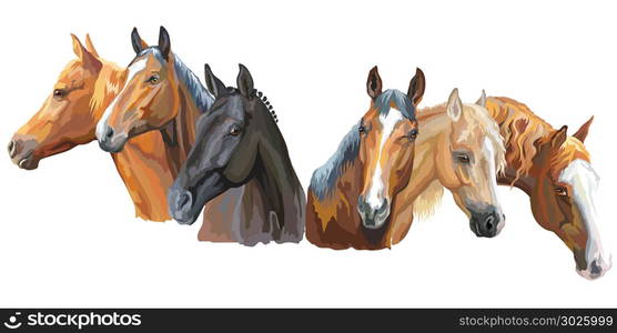 Set of colorful vector realistic portraits of horses breeds. Big group ...