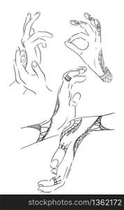 Set of contours female hands in different poses. Vector element for your creativity. Set of contours female hands in different poses. Vector element