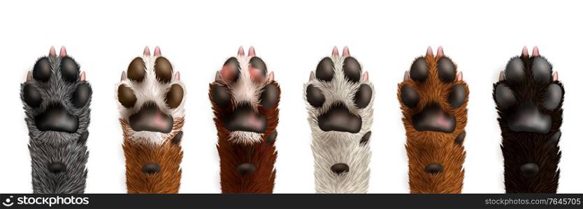 Set of cute realistic black white grey brown dog paws isolated on white background vector illustration