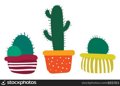 Set of decorative cactus plant pots vector or color illustration
