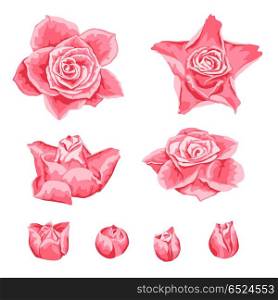 Set of decorative pink roses.. Set of decorative pink roses. Beautiful realistic flowers and buds.