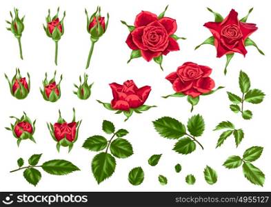 Set of decorative red roses. Beautiful realistic flowers, buds and leaves.