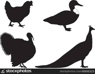 Set of different domestic birds isolated on white