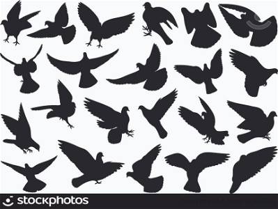 Set of different doves isolated on white