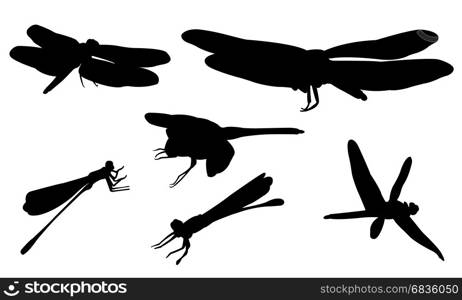 Set of different dragonflies isolated on white