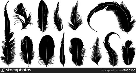 Set of different feathers isolated on white