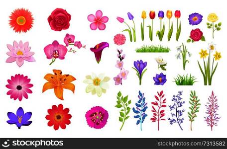 Set of different flowers, color vector illustration isolated on white, bunches of jasmine and tulips, colorful roses and statice flowers, green grass and petals,. Set of Different Flowers Color Vector Illustration